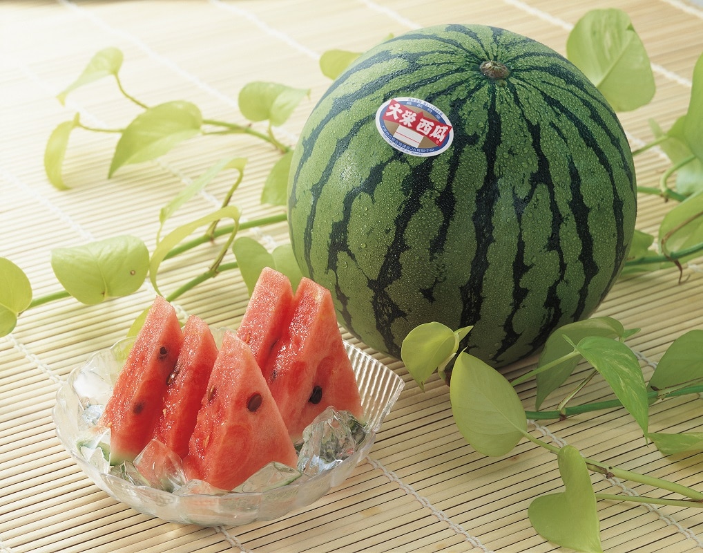 【着日指定不可】鳥取県産 大栄西瓜 特1玉 限定50個