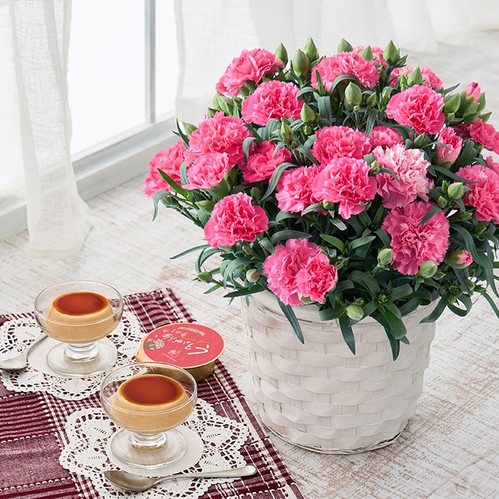 母の日ギフト　ホシファーム　カーネーション鉢＆たまご村プリン３個　※着日指定不可商品【お届け日：5月6日～10日】 ホシファーム　カーネーション鉢＆たまご村プリン３個