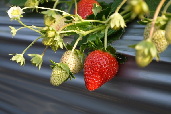 【着日指定不可】かもめファームの「晴苺」＆「かおり野」　約800g