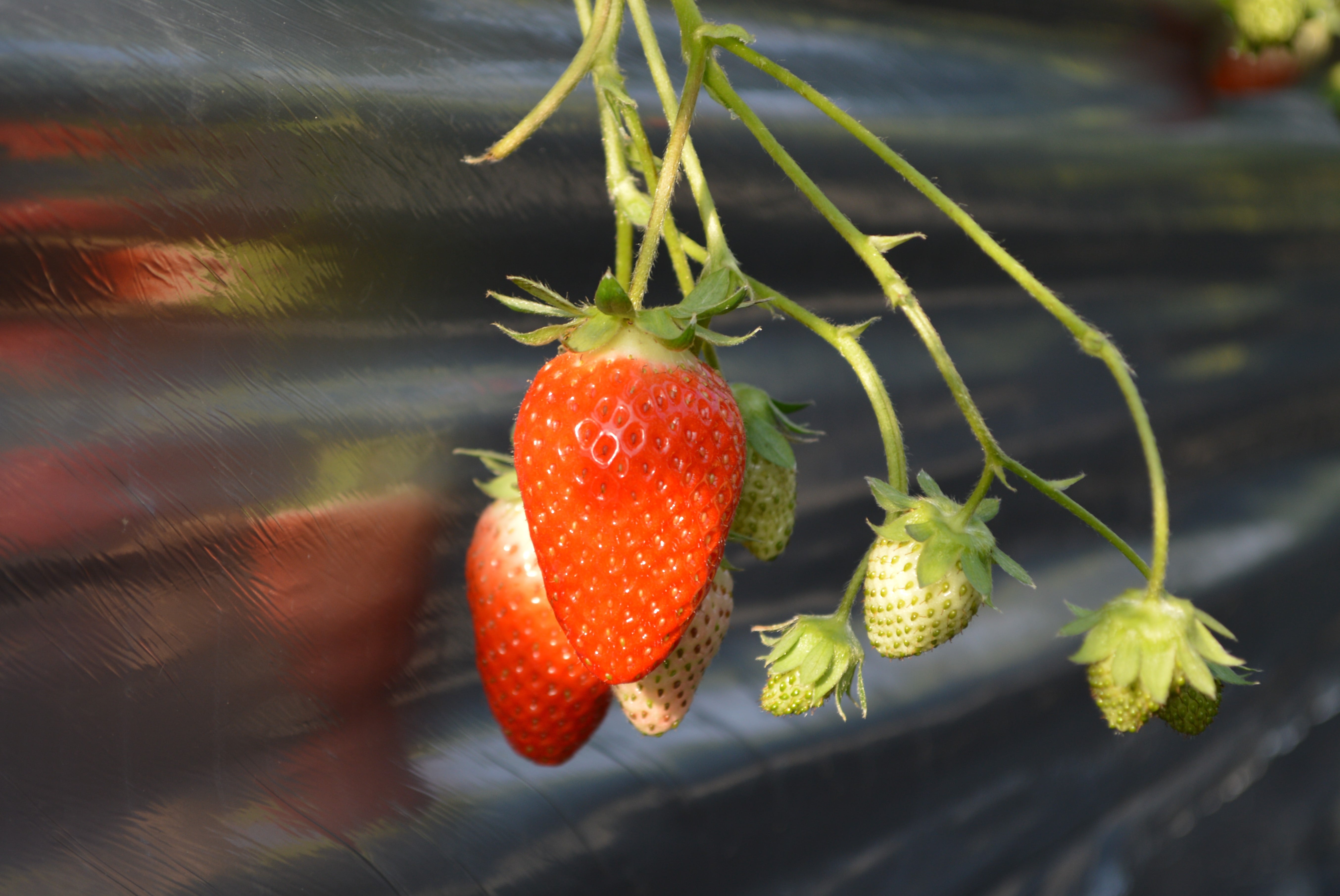 【着日指定不可】かもめファームの「かおり野」　約400g