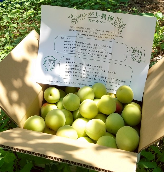 【事前ご予約】紀州南高梅 青梅 2kg
