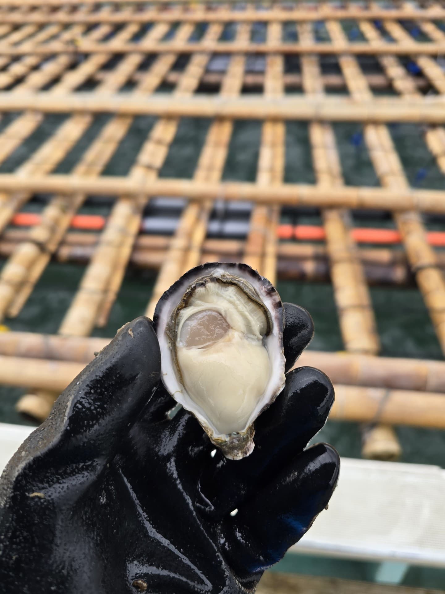 【福岡県北九州市産】　「豊前海一粒かき」　2kg（加熱用）