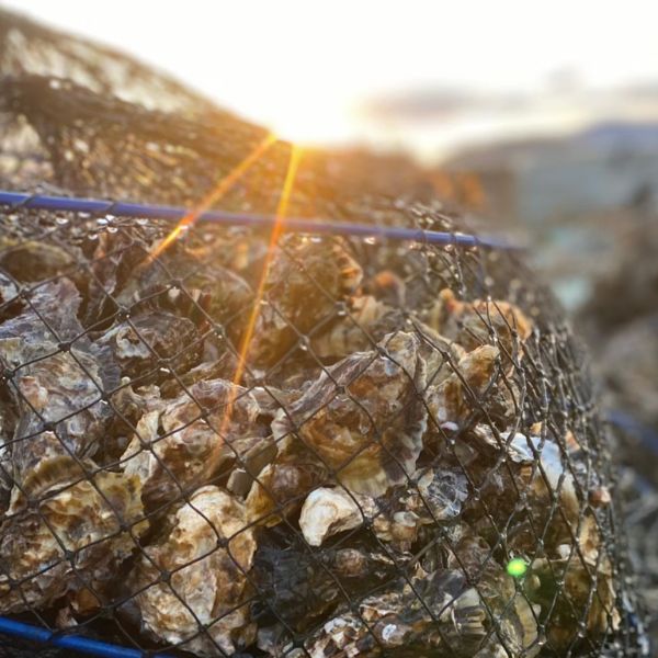 Emperor Oyster・Sサイズ・加熱用 24粒
