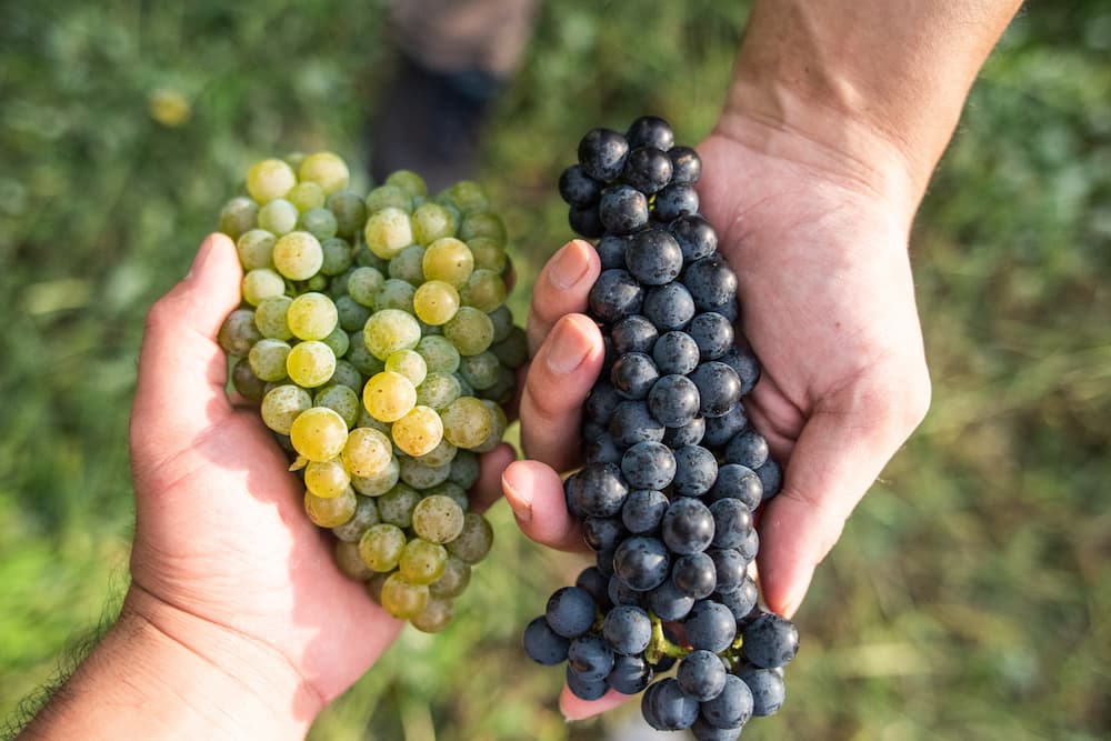 禅の里わいん ブラン 750ml 禅の里わいんブラン