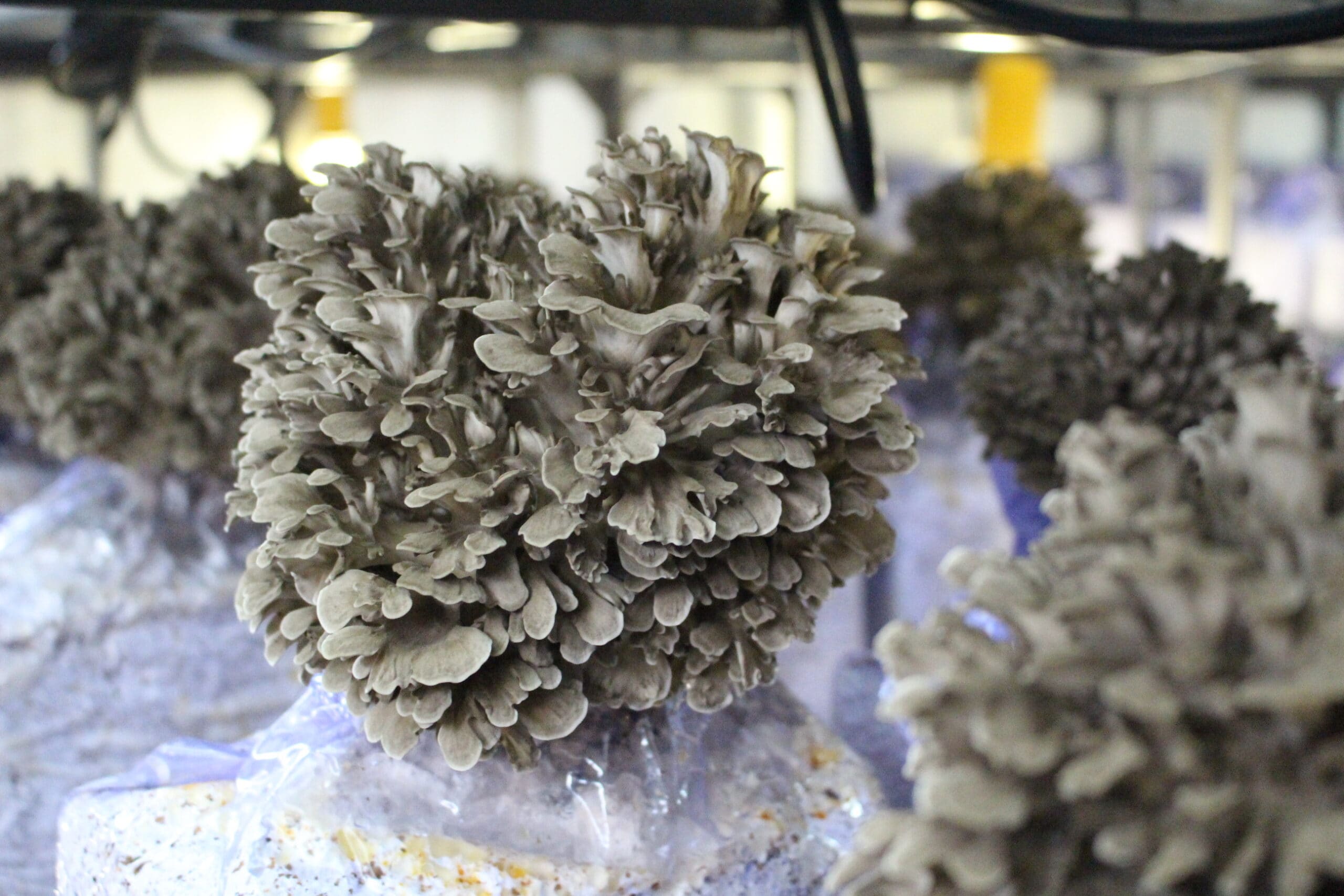 一福そばと乾舞茸舞茸めんつゆセット（福舞茶付き）