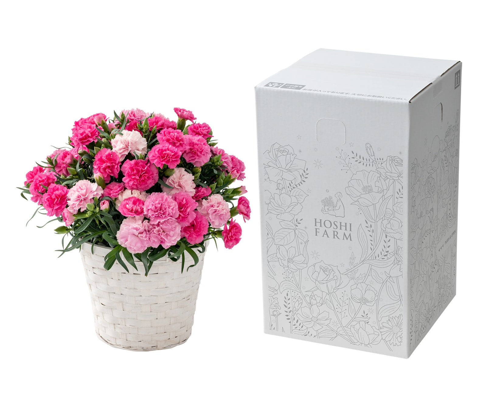 母の日ギフト　ホシファーム　ホットハート　※着日指定不可商品【お届け日：5月6日～10日】 ホシファーム　ホットハート