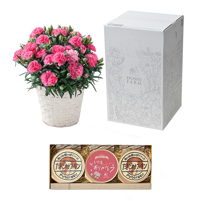 母の日ギフト　ホシファーム　カーネーション鉢＆たまご村プリン３個　※着日指定不可商品【お届け日：5月6日～10日】 ホシファーム　カーネーション鉢＆たまご村プリン３個