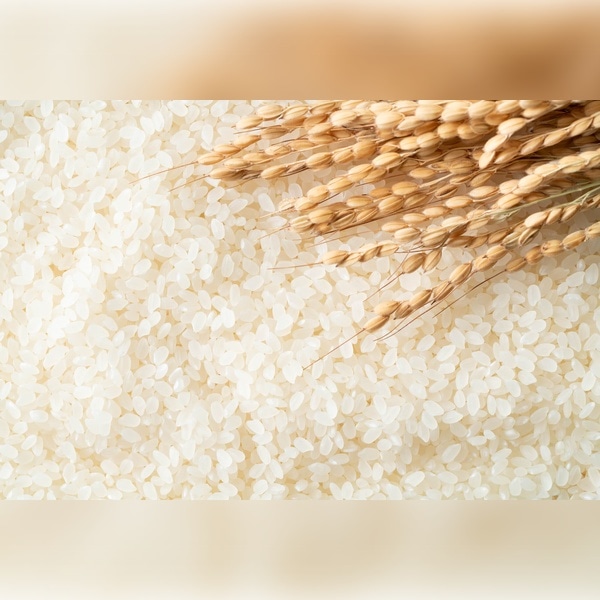 米 丹波産（兵庫県）こしひかり 5kg 米 丹波産（兵庫県）こしひかり 5kg