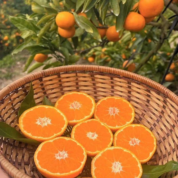 和歌山県有田産無添加みかんバター2個入り ギフトボックス