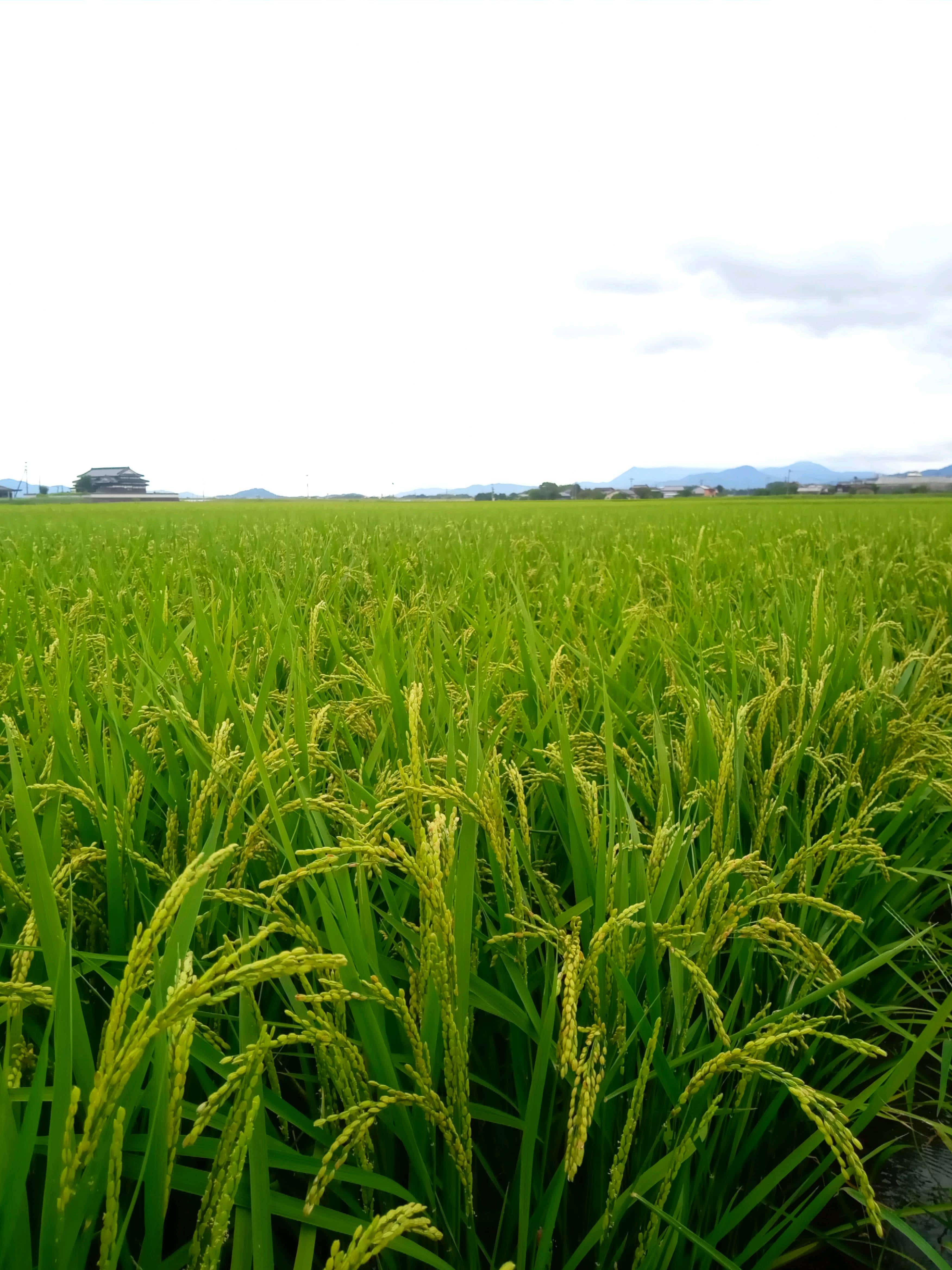 福岡県産　夢つくし 玄米　５ｋｇ 福岡県産　夢つくし 玄米　５ｋｇ