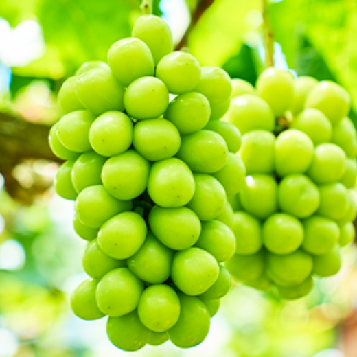 岡山シャインマスカットCHU-HI 350ml缶 24本入 JR PREMIUM SELECT SETOUCHI