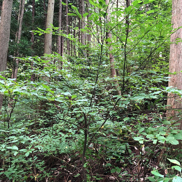 くろもじ薬草茶