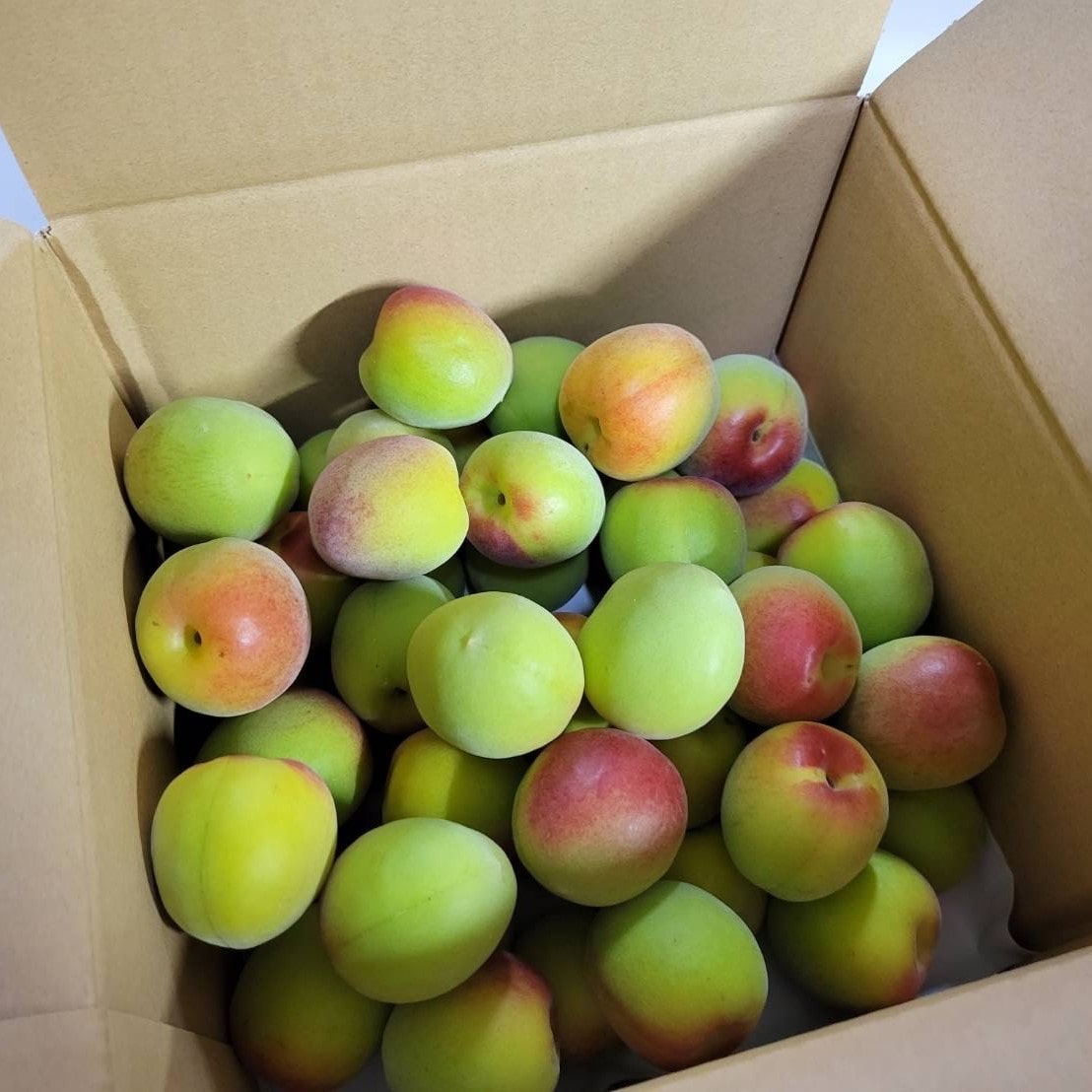 【事前ご予約】紀州南高梅 青梅 2kg