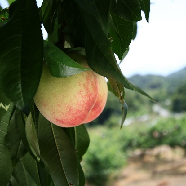 あら川の桃 約2kg
