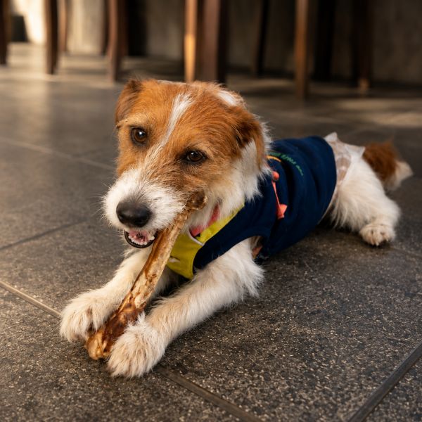 【愛犬用】 紀州ジビエ  鹿大腿骨