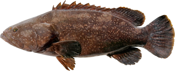 【予約受付】近大発・未来の魚「近大クエタマ」鍋セット1kg