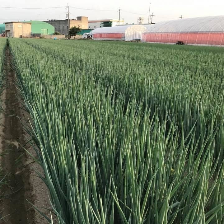 山城のねぎ2kg　1kg×2束