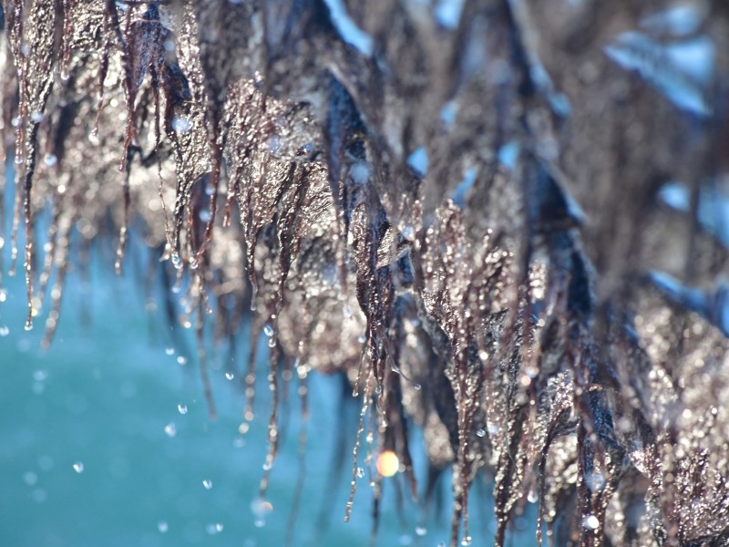 初摘み一番海苔お楽しみセット