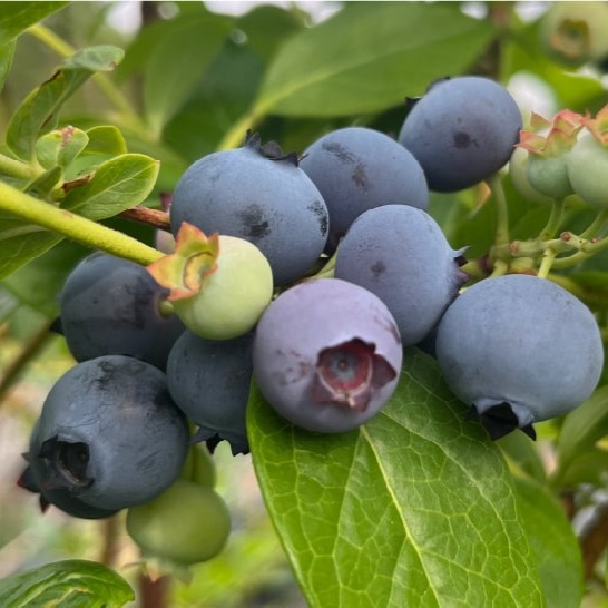 ブルーベリージャム 140g×3個