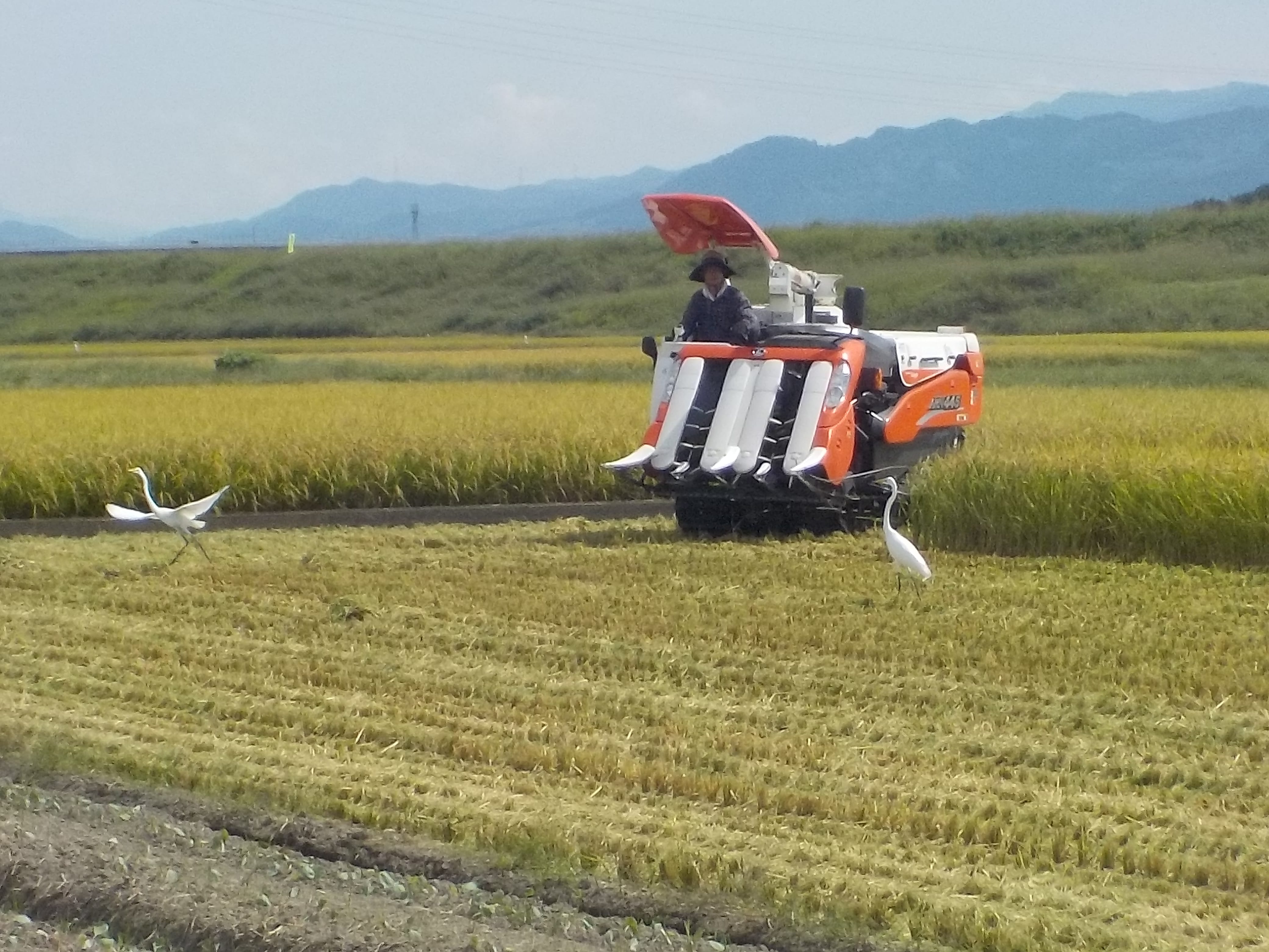 福岡県産　夢つくし 玄米　５ｋｇ 福岡県産　夢つくし 玄米　５ｋｇ