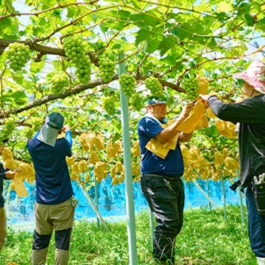 お買い物DAYS特別価格【通常価格10％引き】岡山シャインマスカットCHU-HI 350ml缶 24本入 JR PREMIUM SELECT SETOUCHI