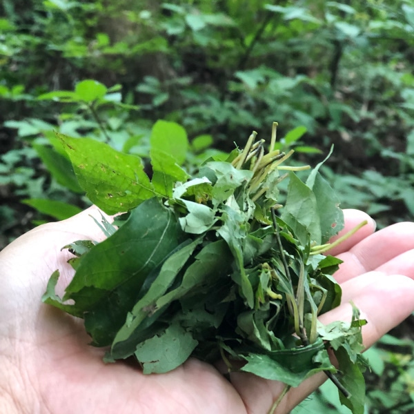 くろもじ薬草茶