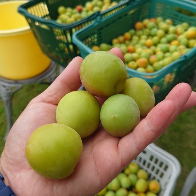 【事前ご予約】紀州南高梅 青梅 2kg