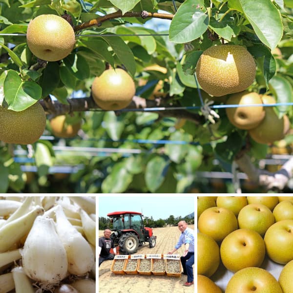 梨のフルーツらっきょう5個セット（顔パケ）【DWモール専用】