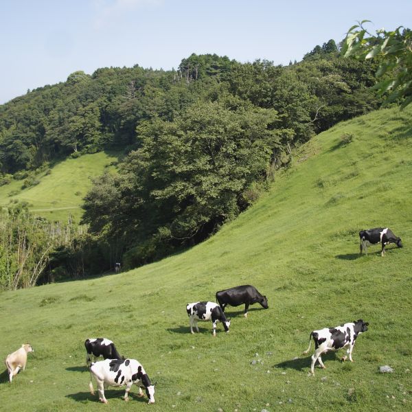 2種のロールケーキとクラフトアイス3個セット
