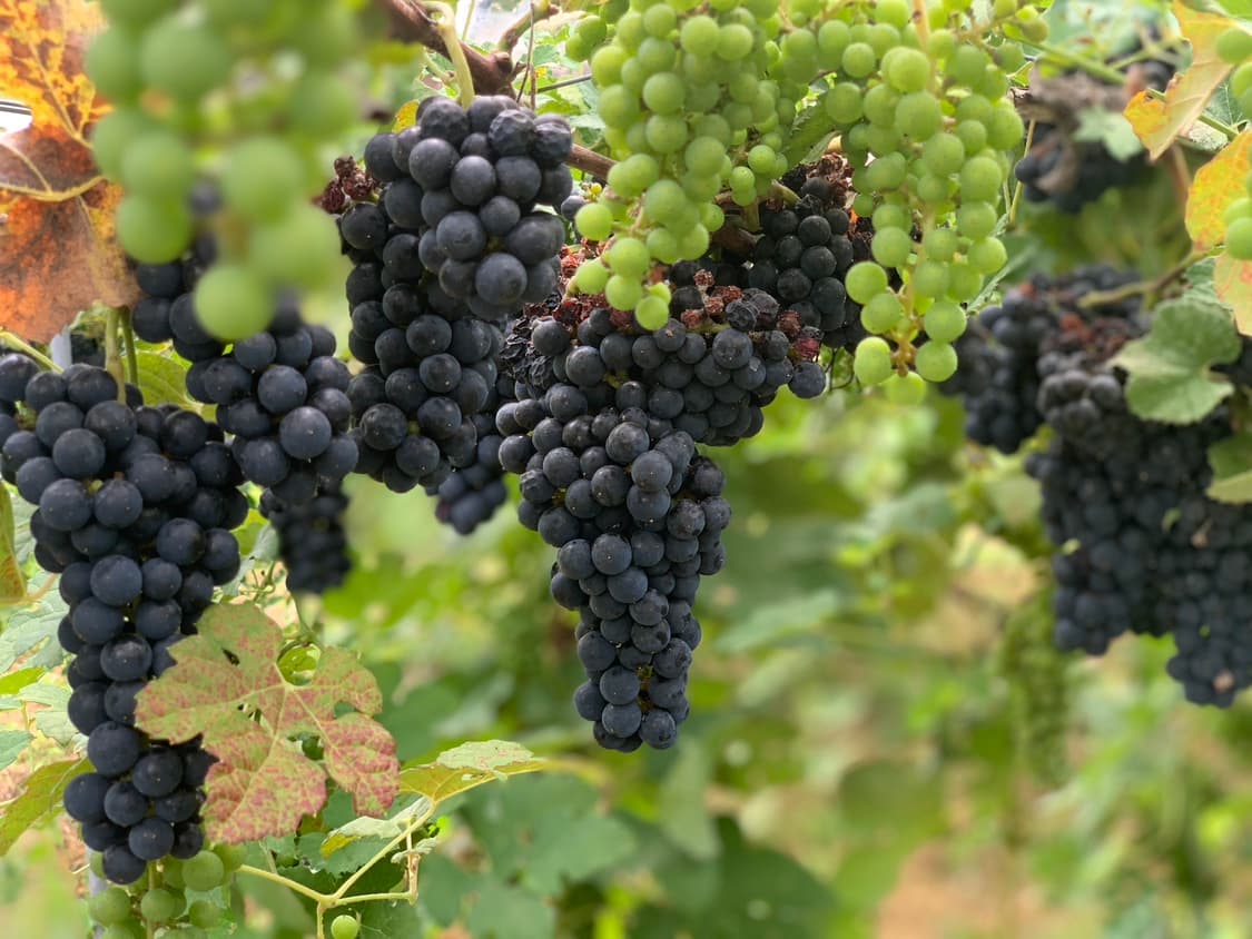 自社醸造の白ワイン「ナイアガラ」＆自家製スモーク4点セット 自社醸造の白ワイン「ナイアガラ」＆自家製スモーク4点セット