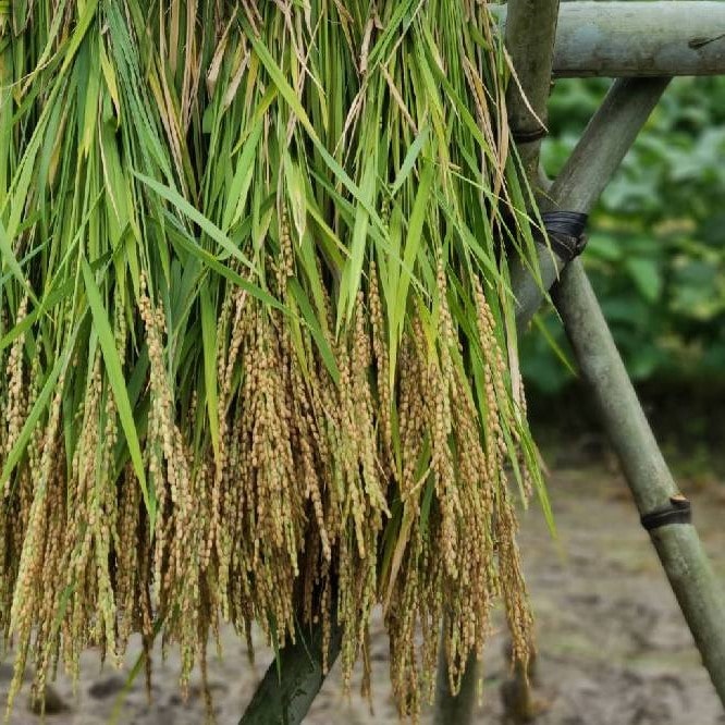 【丹波篠山 秀月】 秋の純米酒セット 720ml×2本