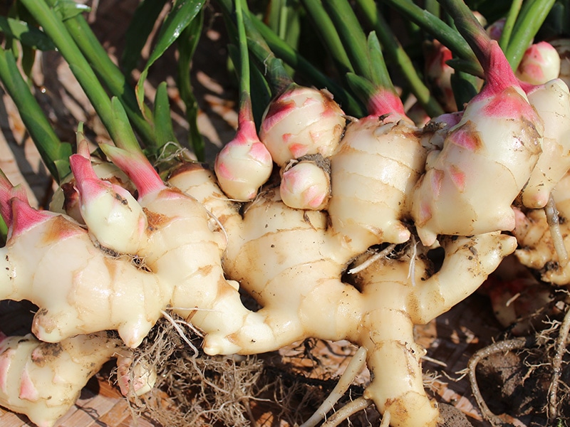 【無糖】こうのとり生姜しぼり汁 2本セット 【無糖】生姜シロップ 2本セット