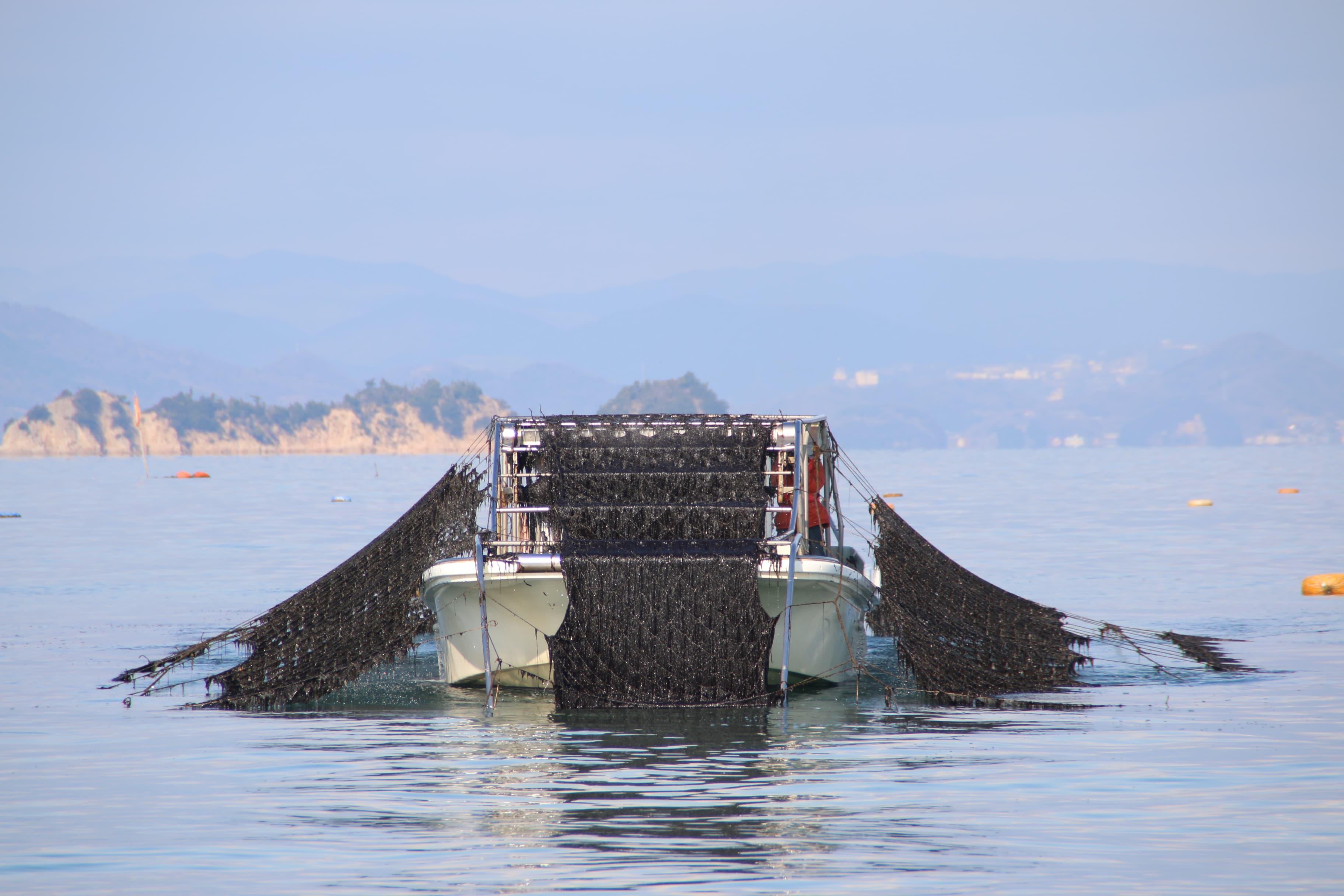  海苔師の生のり佃煮〈極〉桐箱2個ｾｯﾄ