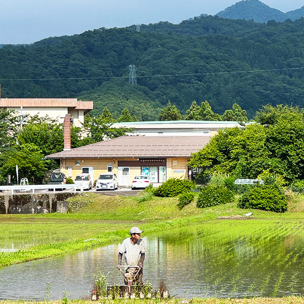 ヘルジアンウッド自然栽培米 2kg 2kg