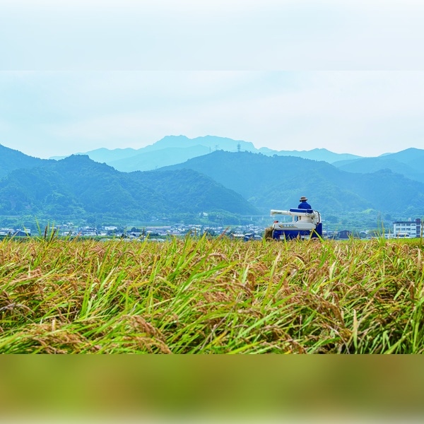 米 丹波産(兵庫県)こしひかり 10kg(5kg×2袋) 米 丹波産(兵庫県)こしひかり 10kg(5kg×2袋)