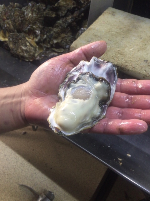瀬戸内の恵みを焼き上げた「海鮮しぼり焼牡蠣・生しらす詰め合わせ」