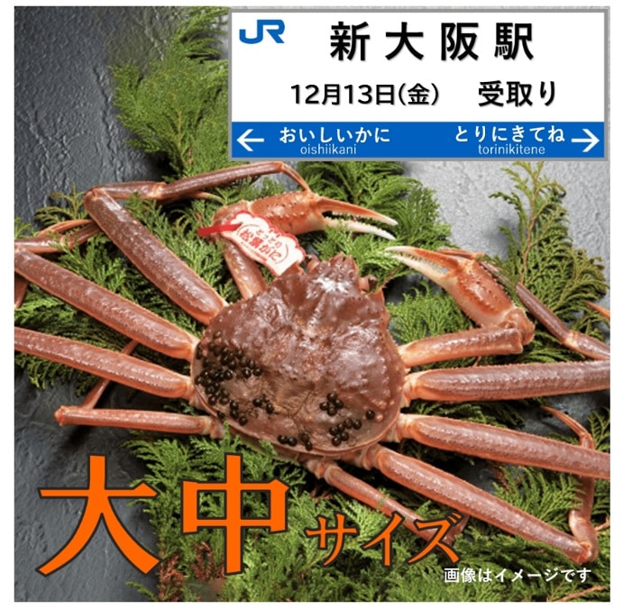 【12/13(金)新大阪駅受取】当日朝に米子から列車でお届け! 境港水揚げ タグ付き活け松葉ガニ【大中サイズ】(600-700g)