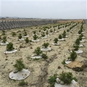 FoE Japan（千ポイント単位）証書あり