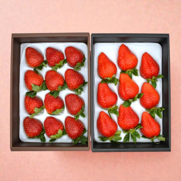 【着日指定不可】かもめファームの「晴苺」&「ゆめのか」 約800g