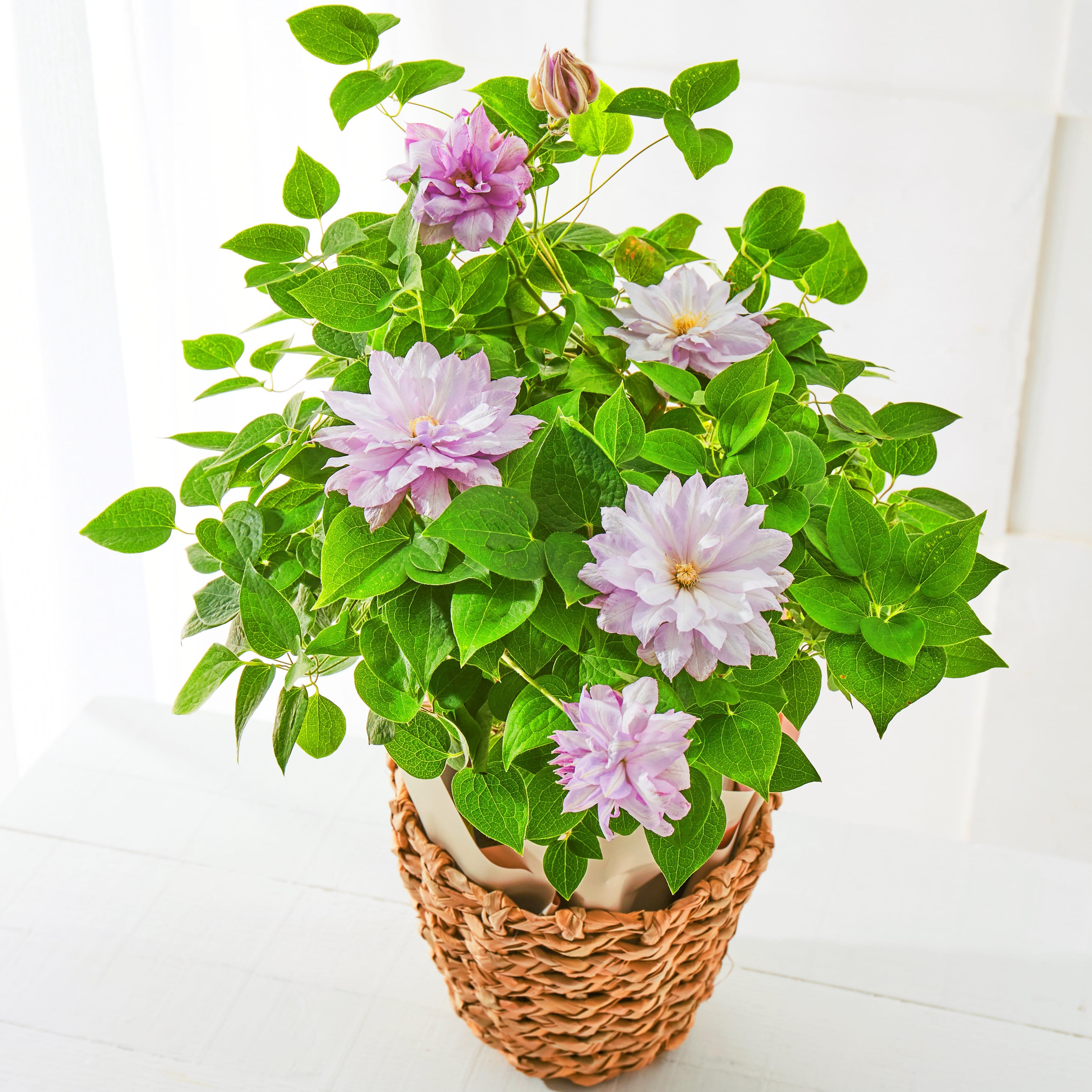 花・植物のお取り寄せ│DISCOVER WEST mall 【JR西日本公式