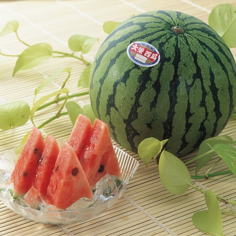【着日指定不可】鳥取県産 大栄西瓜 特1玉 限定50個