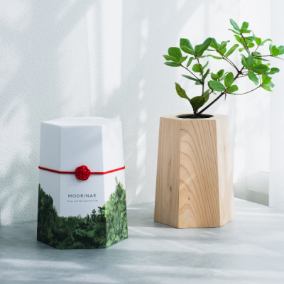 【特急くろしお60周年記念】どんぐりから育てて山に返す、新しいカタチの観葉植物「戻り苗」(くろしお車両)