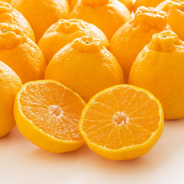 【事前ご予約】ハウスデコポン1.8kg(6～8玉)/化粧箱