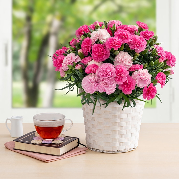 母の日ギフト ホシファーム ホットハート ※着日指定不可商品【お届け日:5月6日~10日】