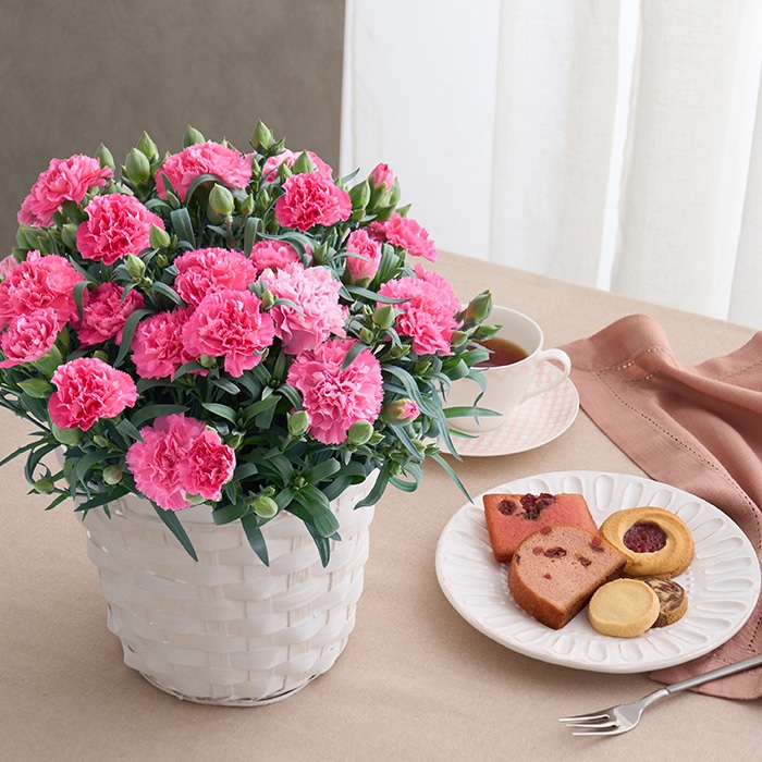 母の日ギフト ホシファーム カーネーション鉢&焼菓子アソート5個 ※着日指定不可商品【お届け日:5月6日~10日】