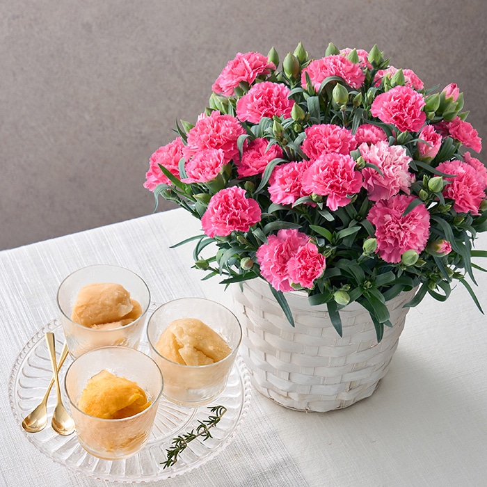 母の日ギフト ホシファーム カーネーション鉢&凍らせて食べるシャーベット 彩果しずく3袋 ※着日指定不可商品【お届け日:5月6日~10日】