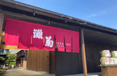 灘菊